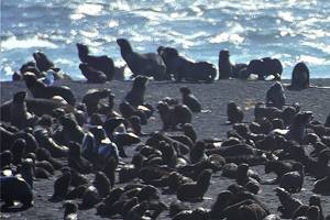 Northern fur seals multiply on steaming Alaska volcano