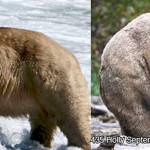 Brown bear 435 Hollys remarkable summer expansion has made her a strong contender in Katmai National Parks annual Fat Bear Week contest. (NPS Photo/N. Boak; NPS Photo/ L. Carter)