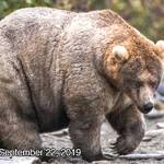 Help pick America’s fattest bear