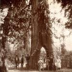 Snohomish Bicycle Tree, ca. 1900. The photo is titled Everett Bicycle Path, but it is actually the famous Bicycle Tree south of Snohomish, a favorite destination for decades of cyclists in the area. It was located next to the juntion of present-day S. R. 9 and the Airport/Springhetti roads, across the highway from the end of the Marsh Road. (Photographer: George W. Kirk)