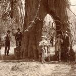 In the 1890s, a cedar tree beckoned Snohomish cyclists