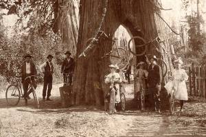 In the 1890s, a cedar tree beckoned Snohomish cyclists