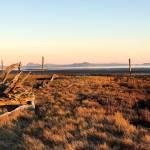 All that remains of the English Boom operation are decaying pilings in the tidelands. (Mark Carlson / The Herald)