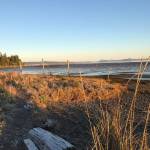 Off-leash dogs are allowed on the beach at English Boom Historical Park. (Mark Carlson / The Herald)