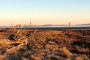 The ghosts of English Boom stand watch over this Camano park