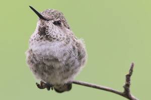 Report predicts drastic NW bird losses due to climate change
