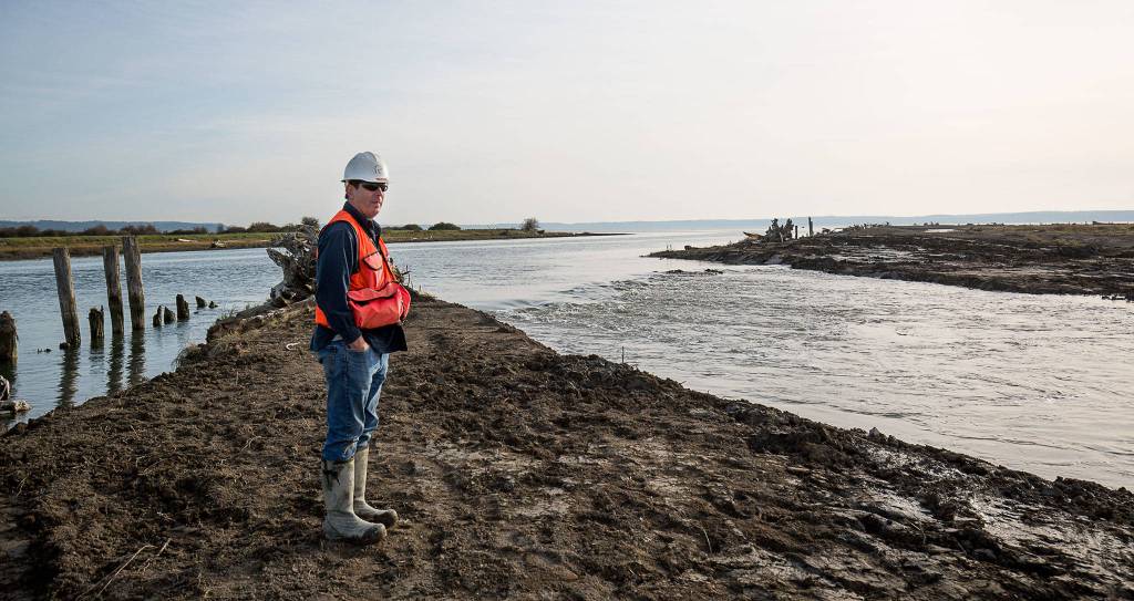 Ducks Unlimited Engineer Steve Liske watches as water pours onto Leque Island on Monday near Stanwood. (Julia-Grace Sanders / The Herald)