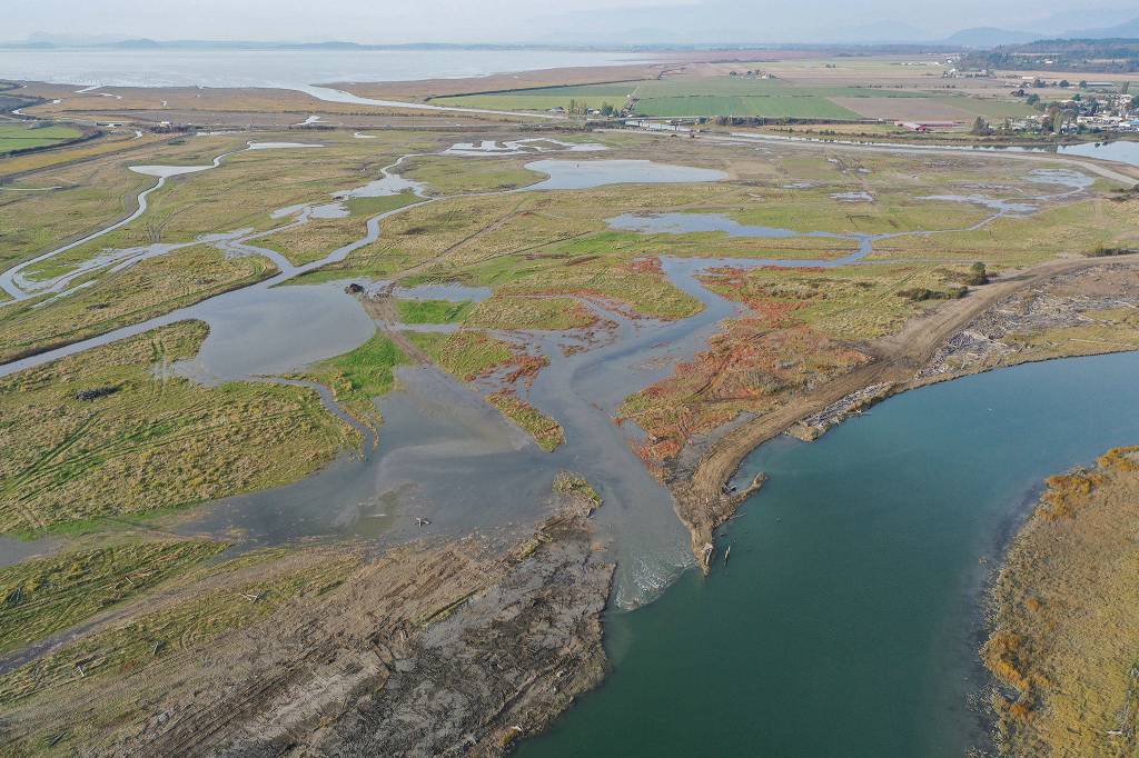Seawater begins to inundate Leque Island on Monday after levees and dikes were removed or breached along the Stillaguamish River (lower right) near Stanwood (upper right). (Chuck Taylor / The Herald)