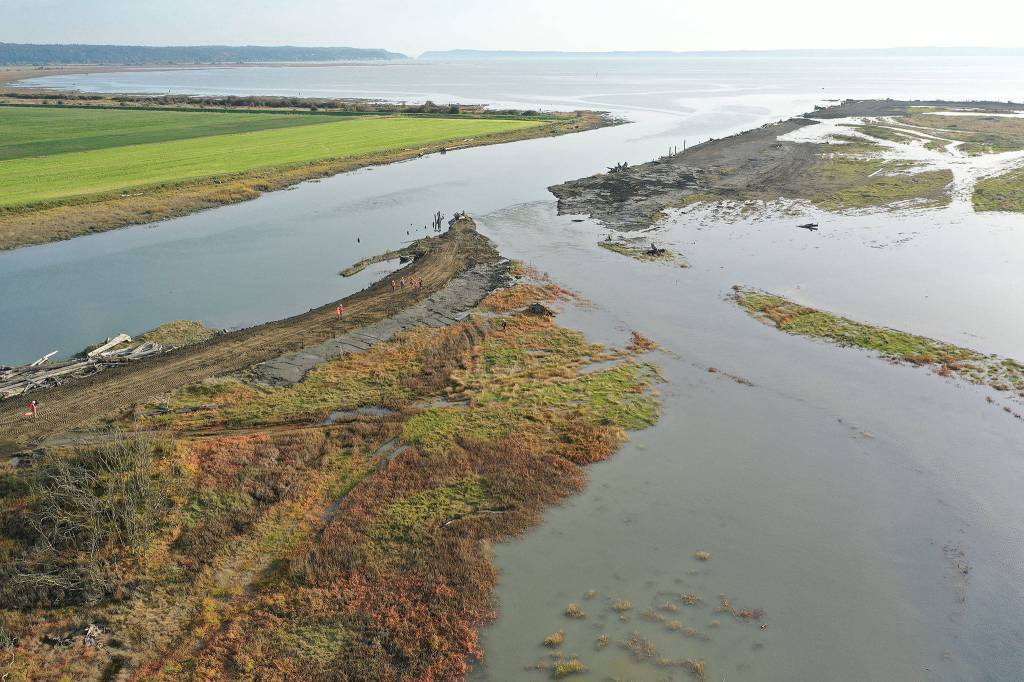 As the tide from Port Susan (top) rose on Monday afternoon along the mouth of the Stillaguamish River (left), saltwater poured over a break in a levee that used to protect Leque Island near Stanwood. Wildlife officials have been preparing for years to turn what was farmland into natural habitat for birds and salmon. (Chuck Taylor / The Herald)