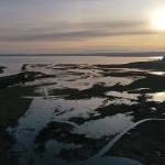 As the sun set on Monday, saltwater filled what had been farmland on Leque Island near Stanwood. Levees and dikes were removed to let the tide onto land that had been protected for over a century. (Chuck Taylor / The Herald)