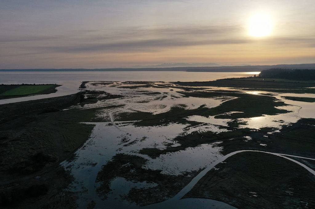 As the sun set on Monday, saltwater filled what had been farmland on Leque Island near Stanwood. Levees and dikes were removed to let the tide onto land that had been protected for over a century. (Chuck Taylor / The Herald)