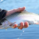 A nice rainbow trout is landed and released after taking a chironomid fished under a strike indicator. (Mike Benbow photo)