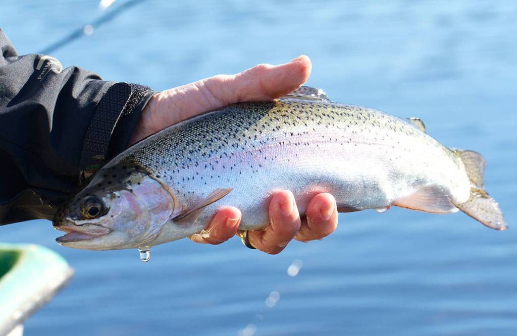 A nice rainbow trout is landed and released after taking a chironomid fished under a strike indicator. (Mike Benbow photo)