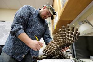 Owl killings spur moral questions about human intervention