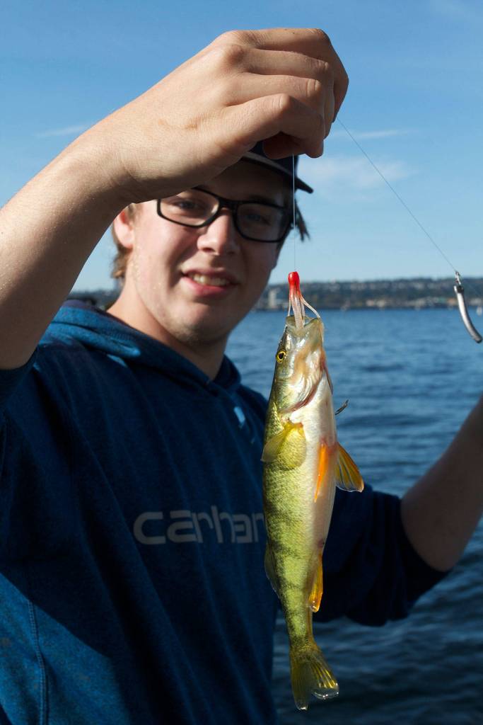 Spencer Haug displays a nice perch that grabbed his crappie jig. (Mike Benbow photo)