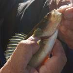 A day reeling in a mess of perch is good for the soul