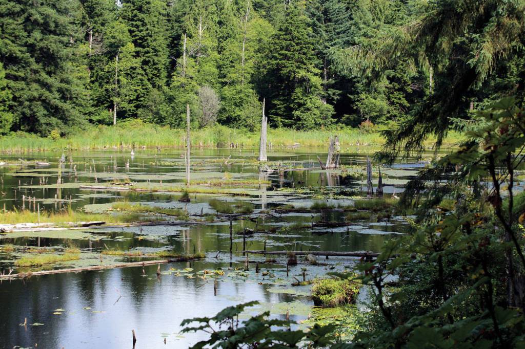Explore the park that soars above the Snohomish River Valley