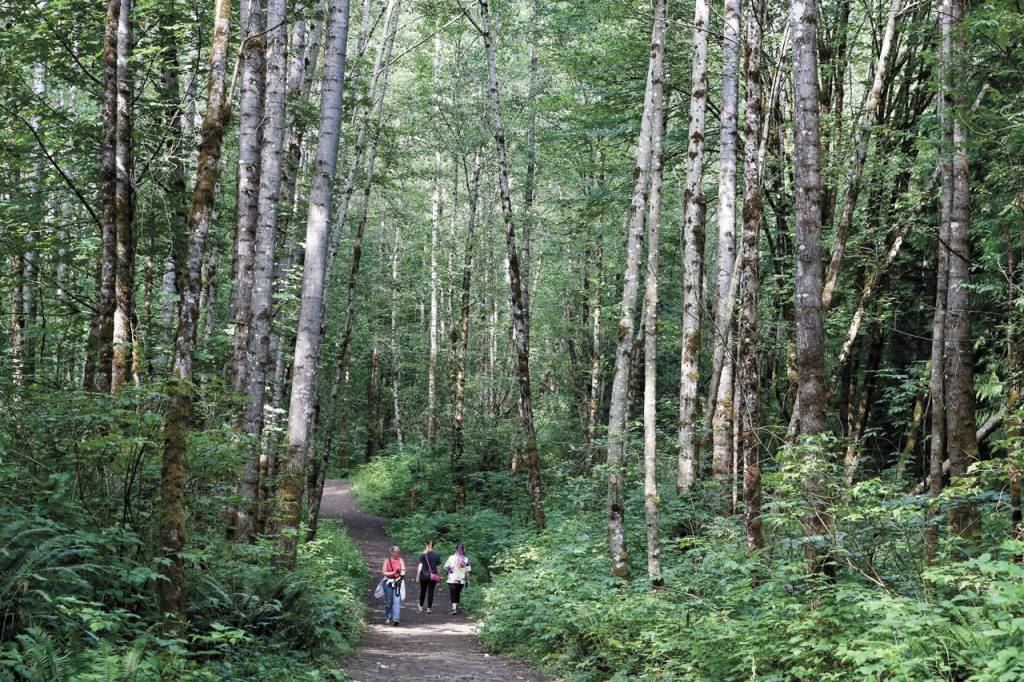Walkers stroll under deciduous trees in Lord Hill Park. (Kevin Clark/ The Herald)
