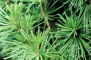 Great Plant Pick: Sciadopitys verticillata, Japanese umbrella pine