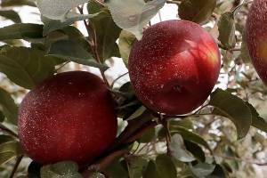 Move over, Honeycrisp: New apple to debut at grocery stores