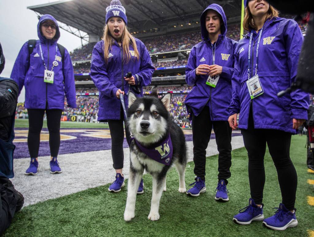 Dubs and his handlers react to Harry the Washington Husky mascot during the game against Oregon on Saturday, Oct. 19, 2019 in Seattle, Wash. (Olivia Vanni / The Herald)