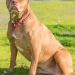 Bella is a sweet girl who has so much love to give. She is longing for a family that will be committed to helping her lose a little weight so that she can be in the best shape of her life. She loves going for walks, playing ball or just lounging in the sun. Bella deserves to be a beloved family member. When she finds a family that loves her unconditionally she will pay them back with wet, sloppy kisses. Bella isnt ready to share her home with other dogs and cats so a home without other animals will be required. Bella is 8 years old and weighs 83 pounds. Bella has probable previous partial or full cruciate ruptures that have stabilized some at this point with scar tissue. Bella does not have an ear canal opening in her left ear. She will need a family committed to regular ear cleaning in both ears. (Curt Story/Everett Animal Shelter)