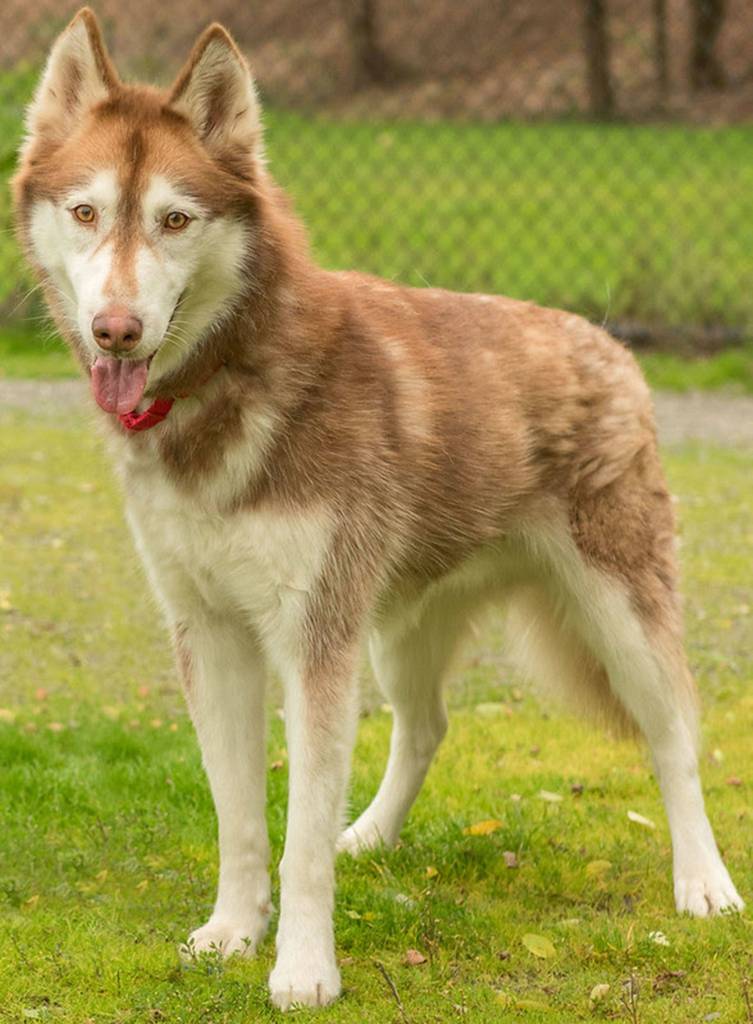 Trex is a young senior husky looking for a new home. He will need a meet and greet with any resident dogs (he is picky) and a feline free home. He is a typical husky and will need secure confinement when left alone and plenty of daily exercise. This handsome is ready to meet you!