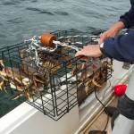Crabbing season in local waters closing this week