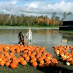Flooding Tuesday from the Stillaguamish River covered roads and fields and surrounded buildings in Silvana. (Snohomish County Department of Emergency Management)