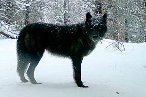 Gray wolves are protected, so why is the state killing them?