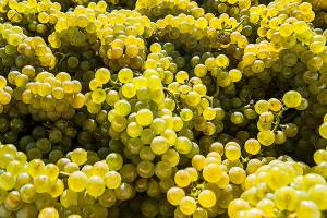 Chardonnay evolves deliciously throughout the Northwest