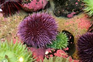 Swarm of sea urchins wreaks destruction on US West Coast
