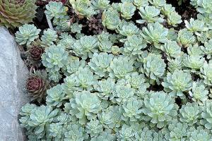 Great Plant Pick: Rhodiola pachyclados, Afghani sedum