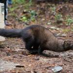 A fisher, a member of the weasel family, bolts for the forest as it is released at the Buck Creek Campground in the Mount Baker-Snoqualmie National Forest on Oct. 24. Local, state and federal agencies hope to reintroduce the animals into the North Cascades. (Andy Bronson / The Herald)