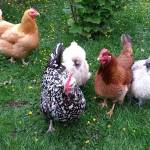 Raising urban and suburban chickens has gained popularity in the last decade. (Black Press file photo)