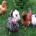 Salmonella outbreak from backyard poultry hits Island County