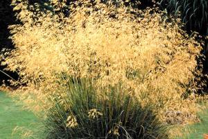 Great Plant Pick: Stipa gigantea, giant feather or needle grass