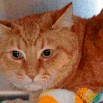 A bunny, several cats and a dog await adoption in Everett