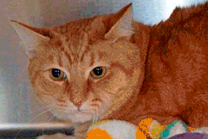 A bunny, several cats and a dog await adoption in Everett