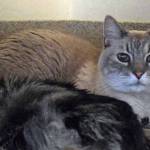 Sampson and his best buddy, Bailey, have lived together for 8 years…thats a long time for a cat! Sampson is a big, fluffy cuddle bug who prefers to drink water from the sink or tub. Bailey is playful with anything and anyone except dogs (they frighten him). Both boys prefer a quiet home and would love to stay together. (Arleigh Movitz/Everett Animal Shelter)