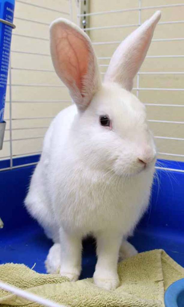 Hoppity was found outside, all on her own. Shes lucky someone rescued her before she got into danger! Hoppity will live happily indoors as long as she has daily supervised playtime outside her cage. Hoppity is still litter box training. She loves to eat lots of timothy hay every day and an occasional small carrot is nice, too. Hoppity will need a slow introduction to any resident animals or prefer to be the only rabbit in your life. (Arleigh Movitz/Everett Animal Shelter)