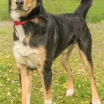 Prince is a super handsome guy looking for his forever family! He has lived with another dog and kids over 10 years old. He cannot live with cat or small animals. Prince is a very active dog and will need daily mental and physical activity. He will need a meet and greet with any resident canines prior to going home. Prince is in need of positive reinforcement training to get him on the road to becoming a good canine citizen. (Curt Story/Everett Animal Shelter)