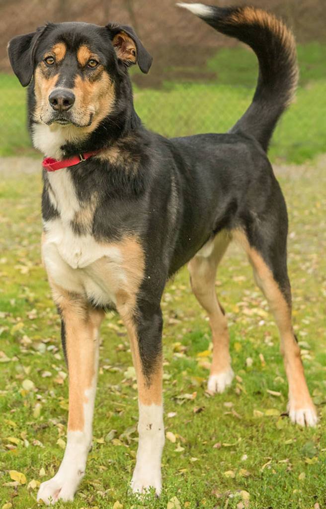 Prince is a super handsome guy looking for his forever family! He has lived with another dog and kids over 10 years old. He cannot live with cat or small animals. Prince is a very active dog and will need daily mental and physical activity. He will need a meet and greet with any resident canines prior to going home. Prince is in need of positive reinforcement training to get him on the road to becoming a good canine citizen. (Curt Story/Everett Animal Shelter)