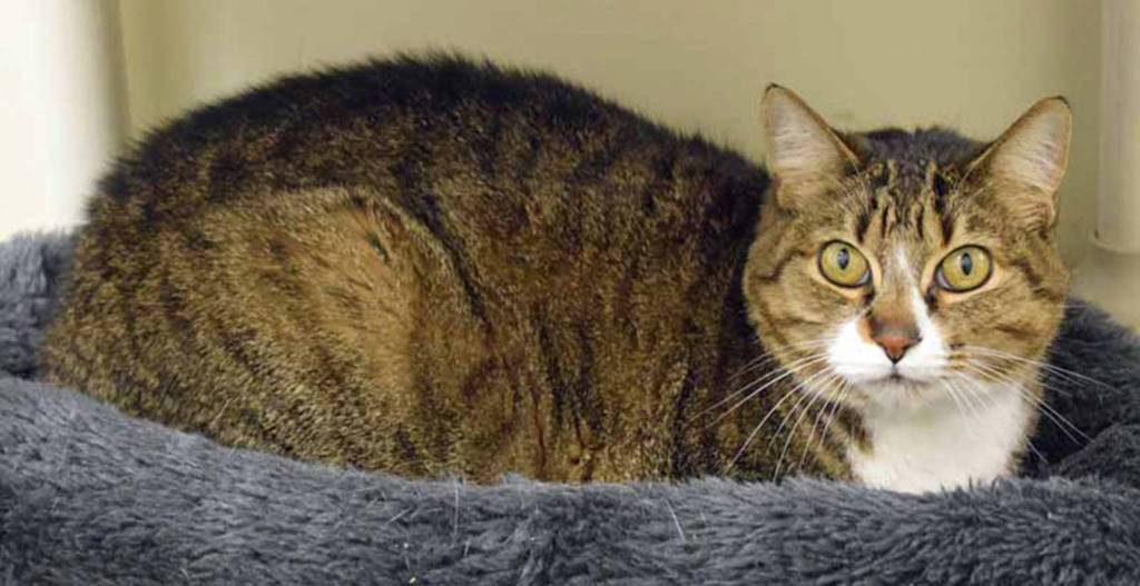 Sasha is a bit of a shy, independent lady who prefers sitting NEXT to you but not ON you. She would do best in a quiet predictable home where she can sunbathe in peace. (Arleigh Movitz/Everett Animal Shelter)