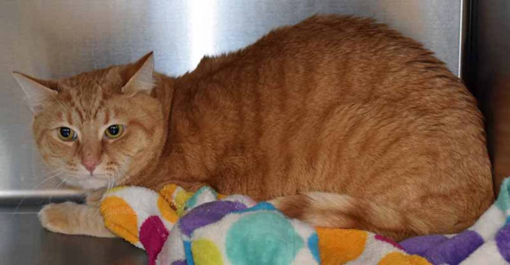 Witten is here because his caretaker passed away. He is used to living a calm, quiet household with another respectful cat. Witten is the shy, sensitive type and will need a home that can respect his sensitive nature. He enjoys the occasional play session and lounging around. (Arleigh Movitz/Everett Animal Shelter)