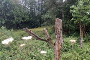 Lake Stevens City Council to discuss Costco later this month