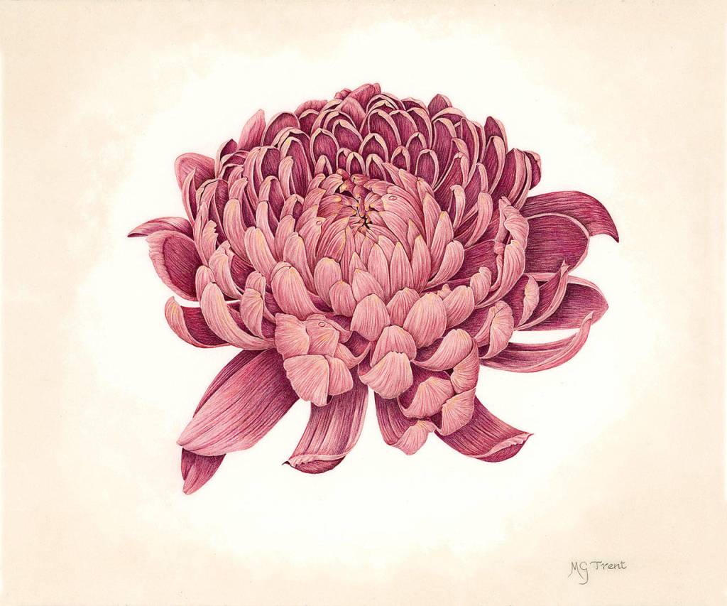 Margaret Trents Chrysanthemum is part of an exhibit by the Seattle Chapter of the Colored Pencil Society of America running through Jan. 4 at the Schack Art Center.