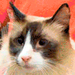 Cats, dogs and a pair of Guinea pigs are up for adoption