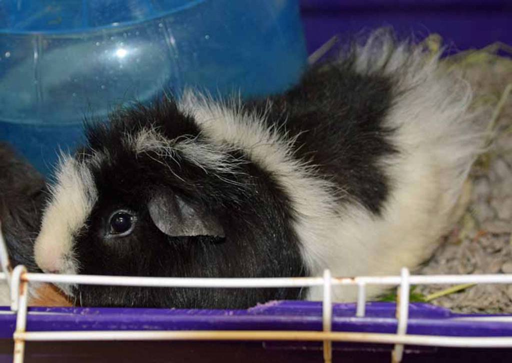 Bonnie and Cylde are a bonded pair of male guinea pigs looking for a loving home that can provide lots of daily exercise and enrichment. Guinea Pigs are grazing animals, in captivity they require fresh green grass, hay, fresh fruit and vegetables and grain for their staple diet. (Arleigh Movitz/Everett Animal Shelter)