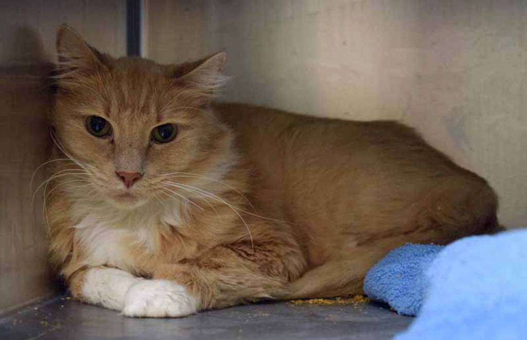 Dunbar is the kind of guy who would rather take it easy in a quiet space…maybe a nice sofa by the fireplace. Make some popcorn and let him cuddle up beside you for a movie! (Arleigh Movitz/Everett Animal Shelter)